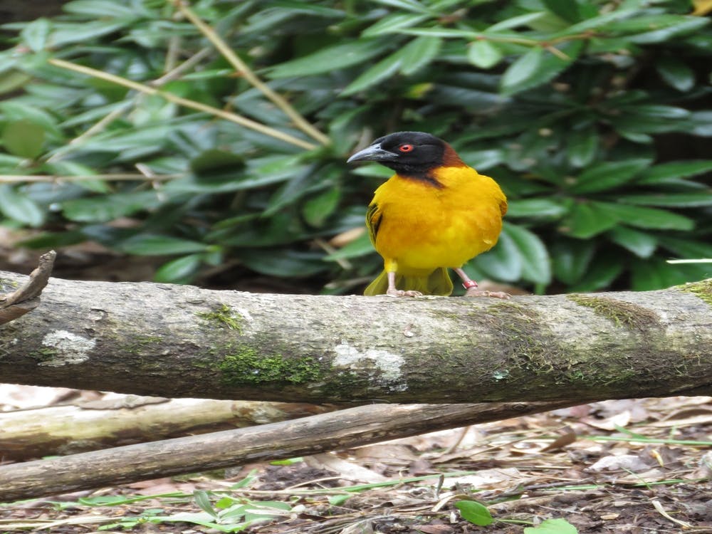 Yellow bird on Log Tree