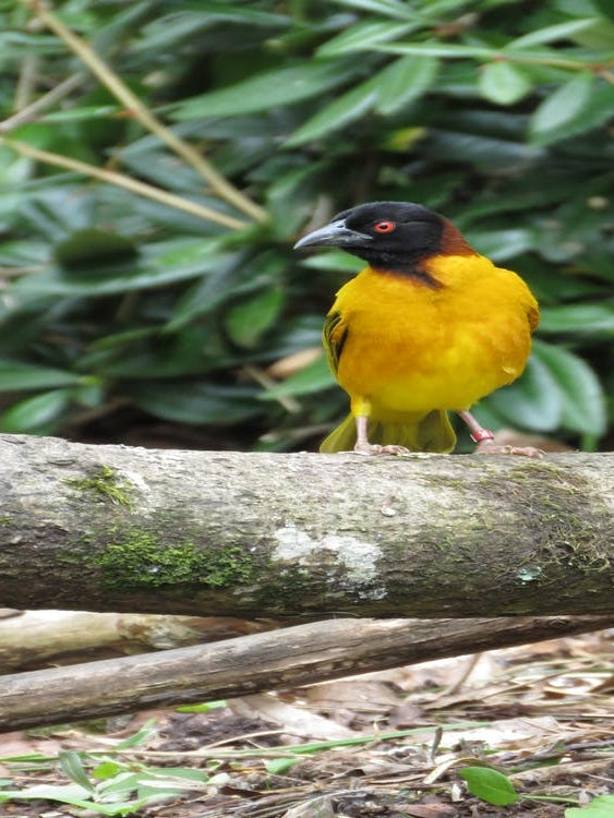 Yellow bird on Log Tree