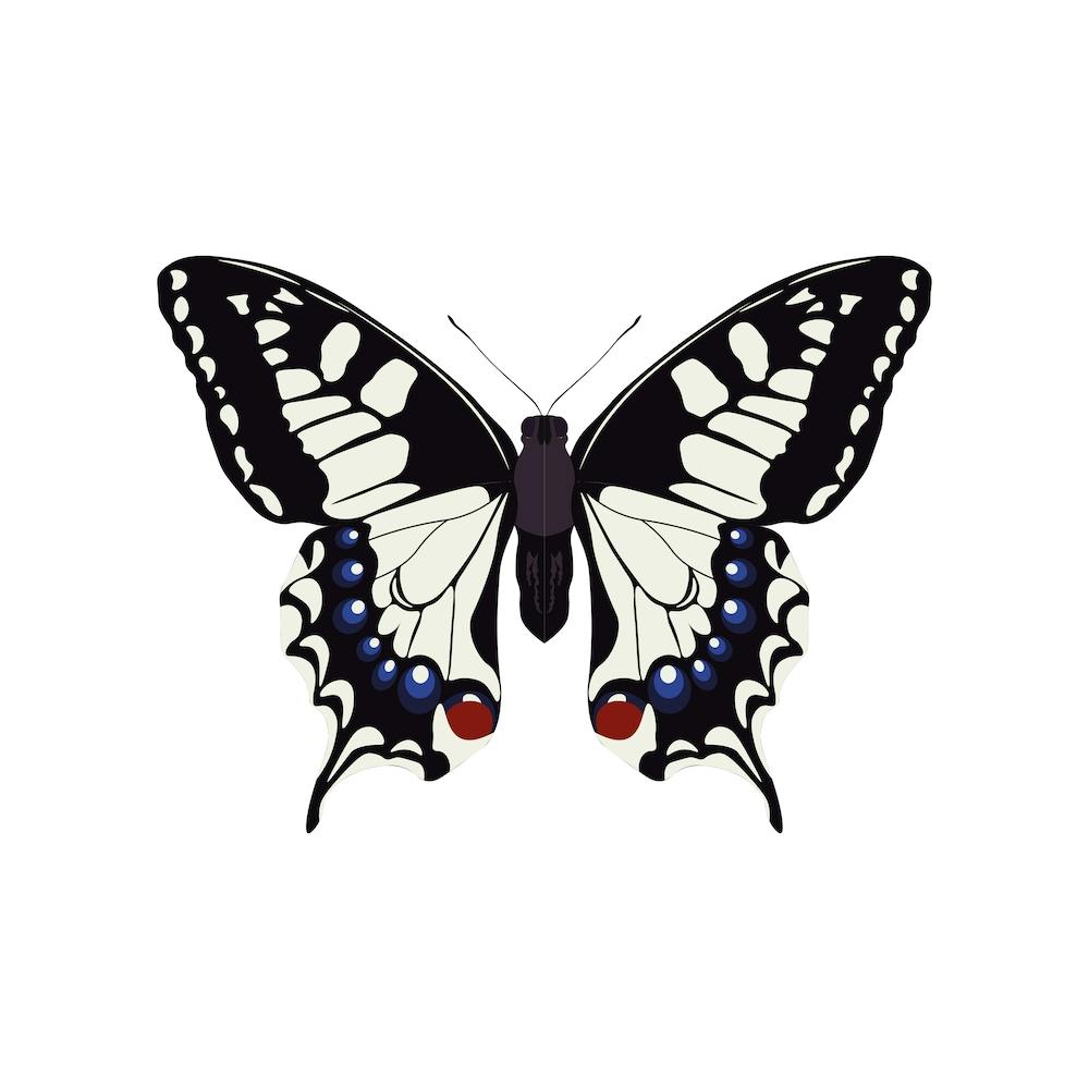 Swallowtail Butterfly Square