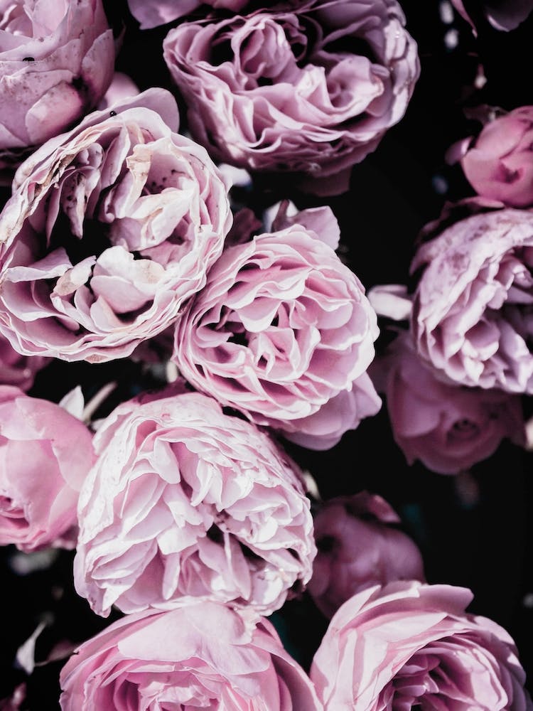 Pink Flowers III