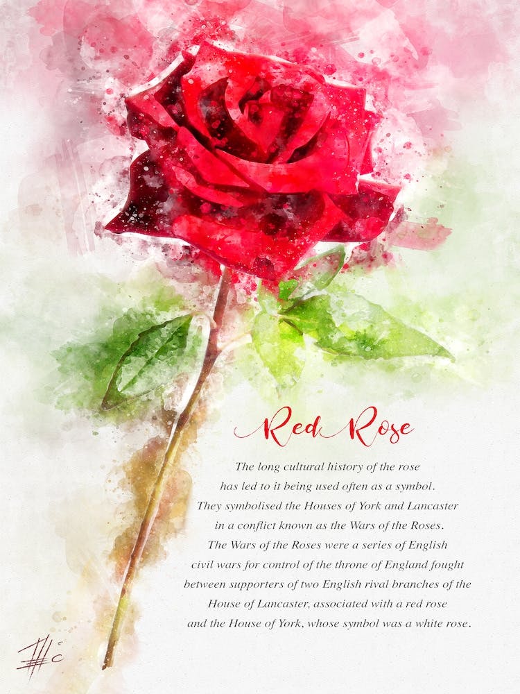 Red Rose 1