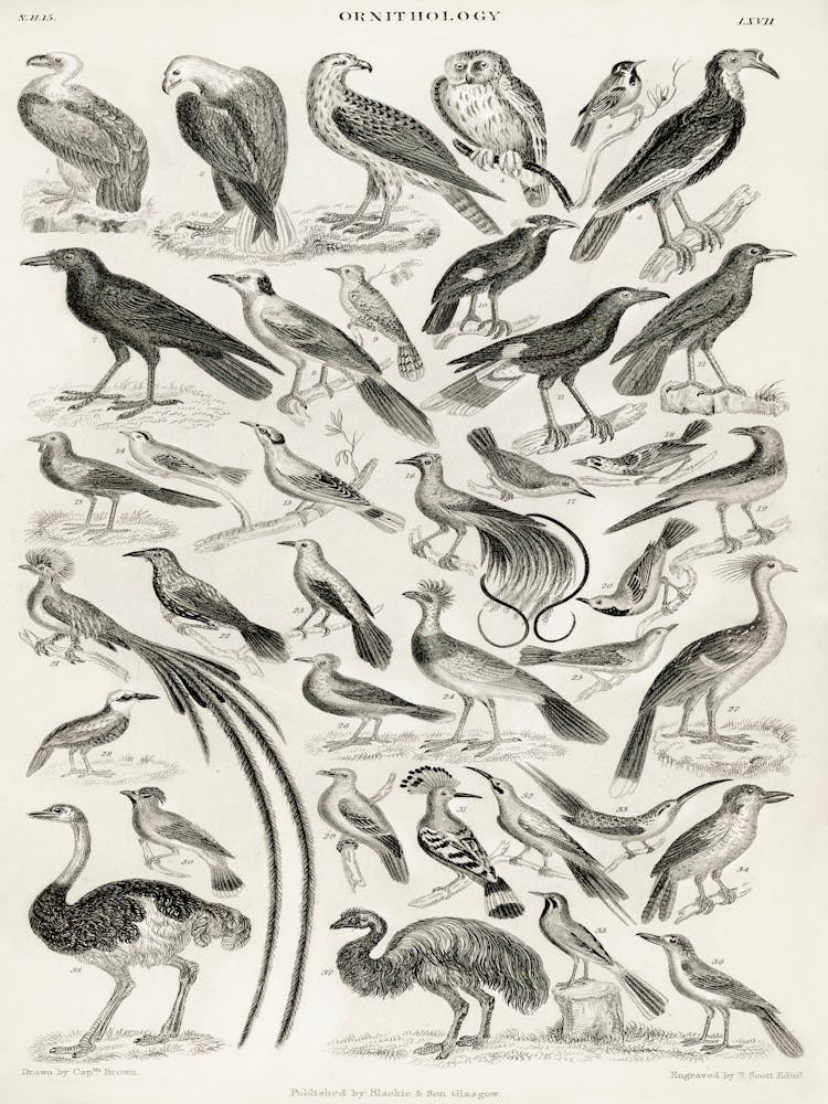 Ornithology, Oliver Goldsmith