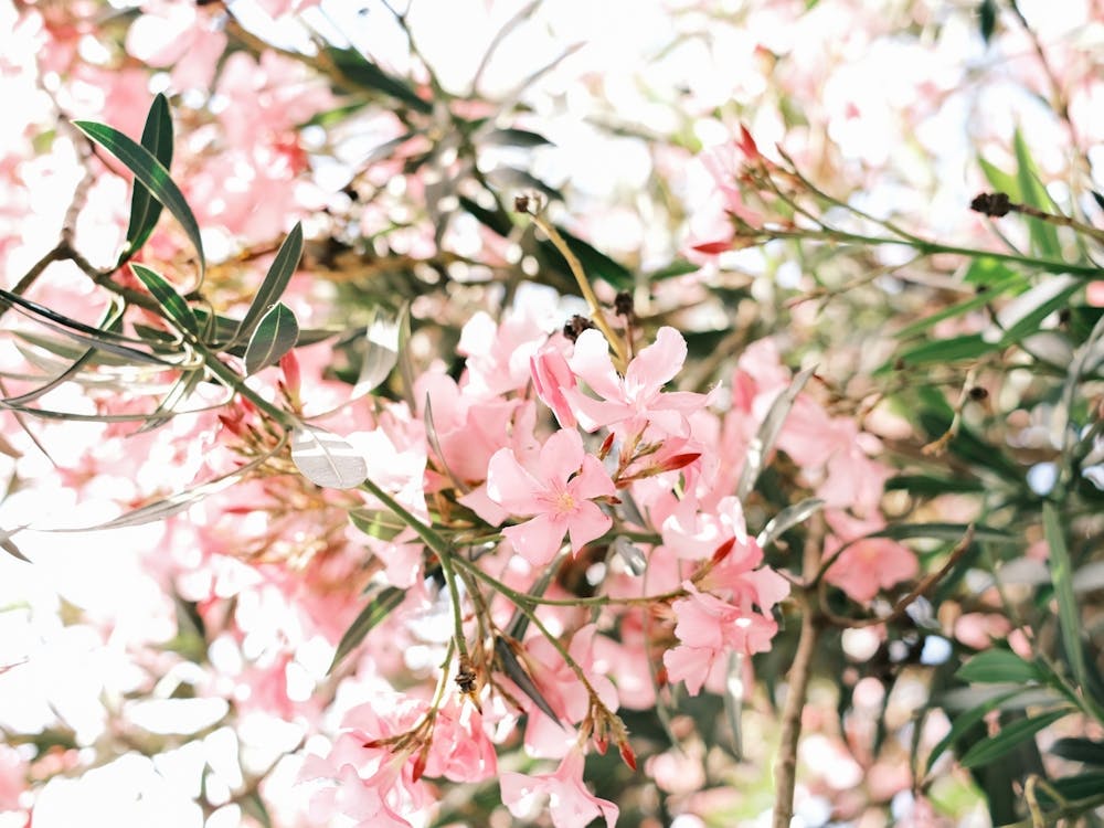 Pink Oleander flowers in Valencia // Spain, Travel & Nature Photography