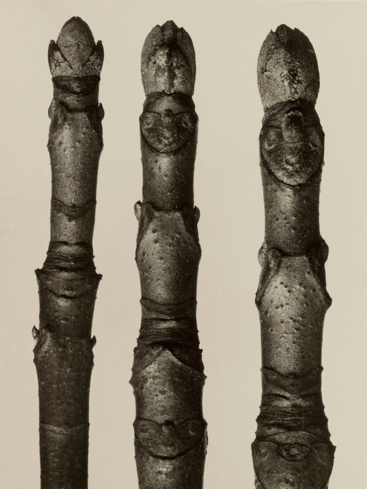 Aesculus Parviflora, Karl Blossfeldt