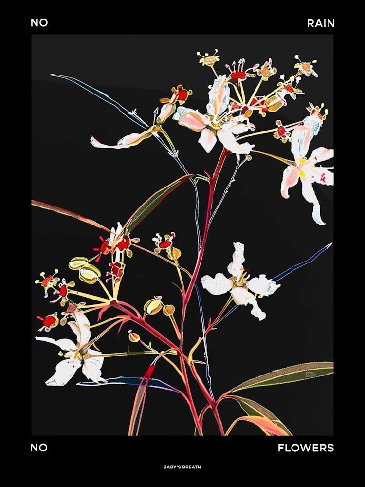 No Rain No Flowers Poster Babys Breath 10