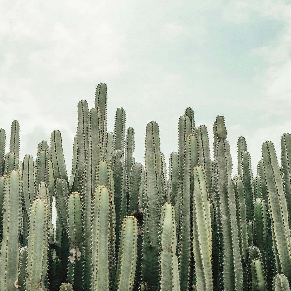 Cactus Forest Square