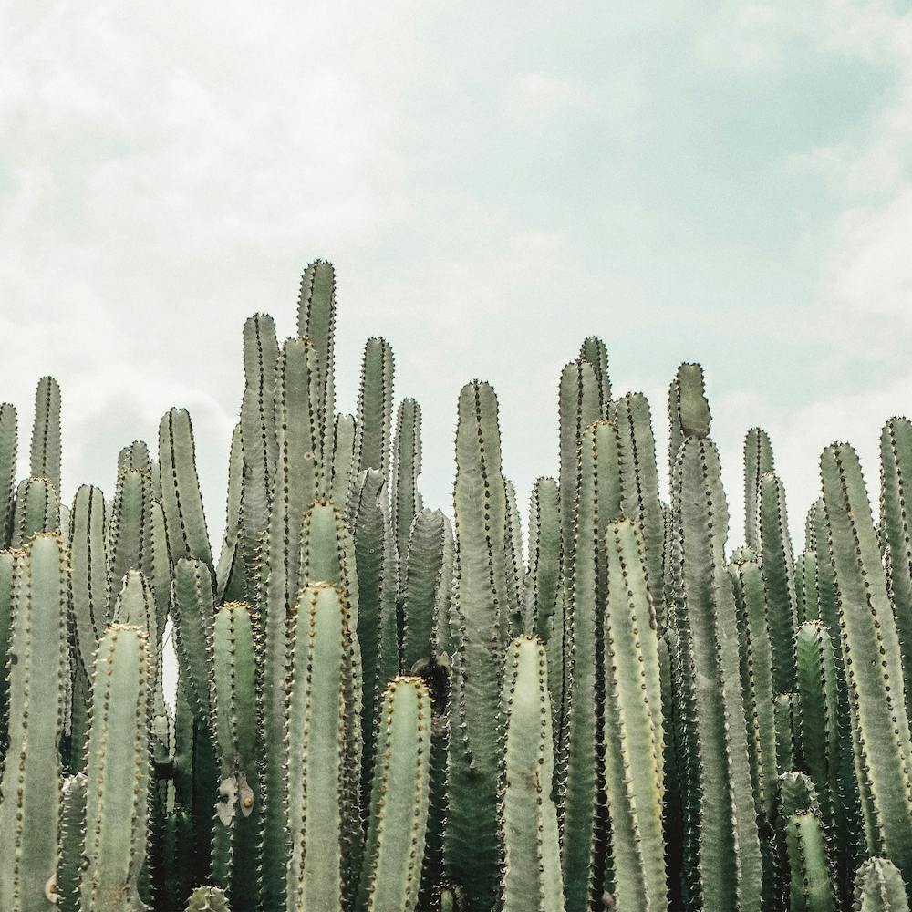 Cactus Forest Square