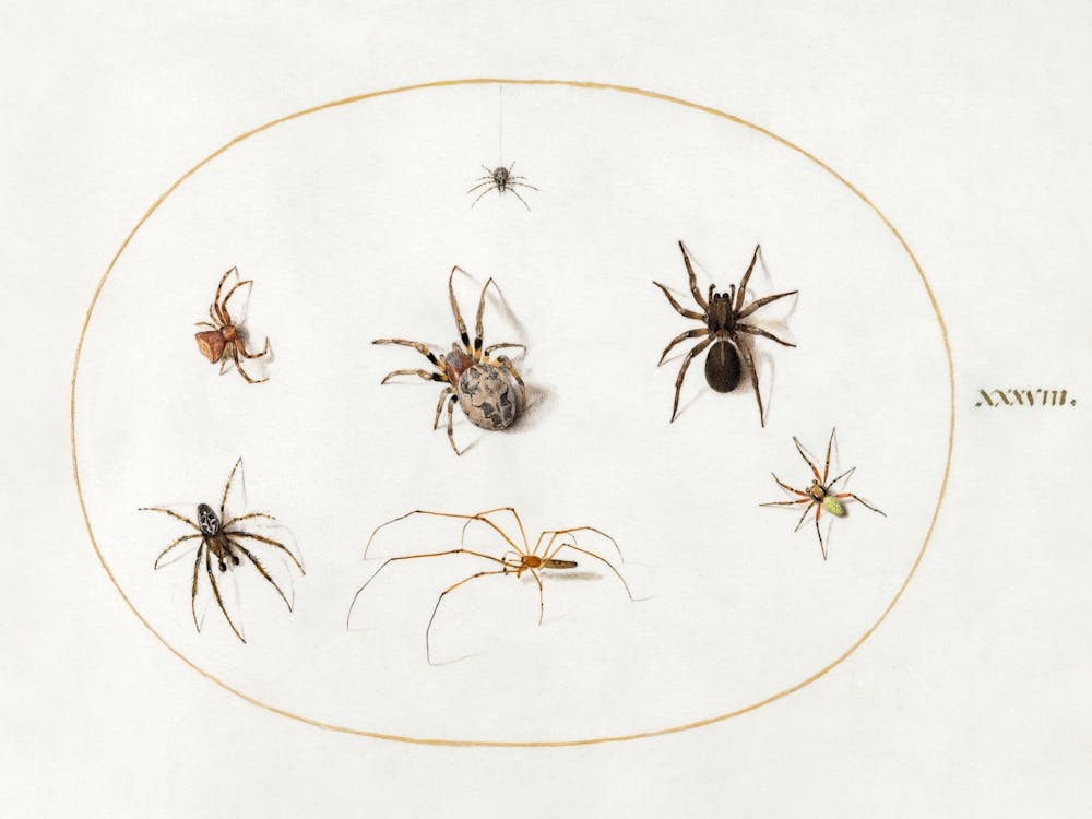 Seven Spiders (1575–1580), Joris Hoefnagel