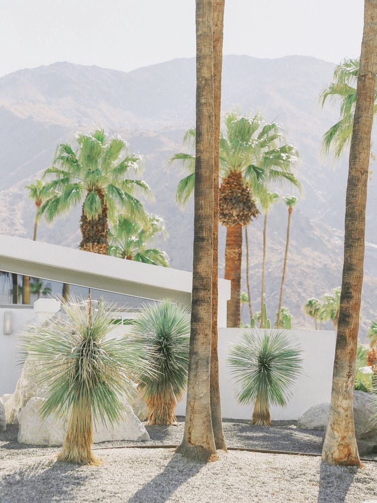 Palm Springs Palms