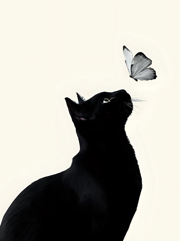Black Cat With Butterfly