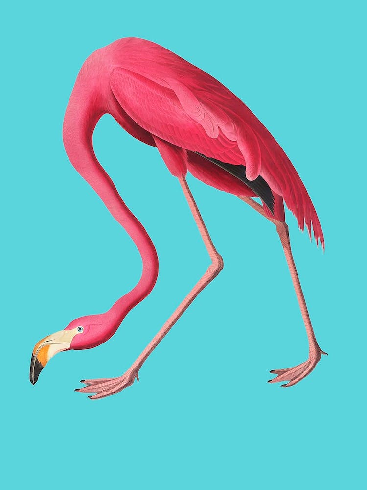 Flamingo Blue Vintage Illustration Pop