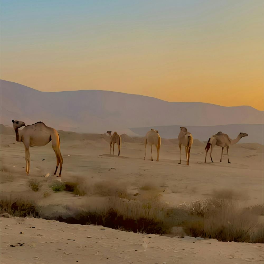 Camels in the desert