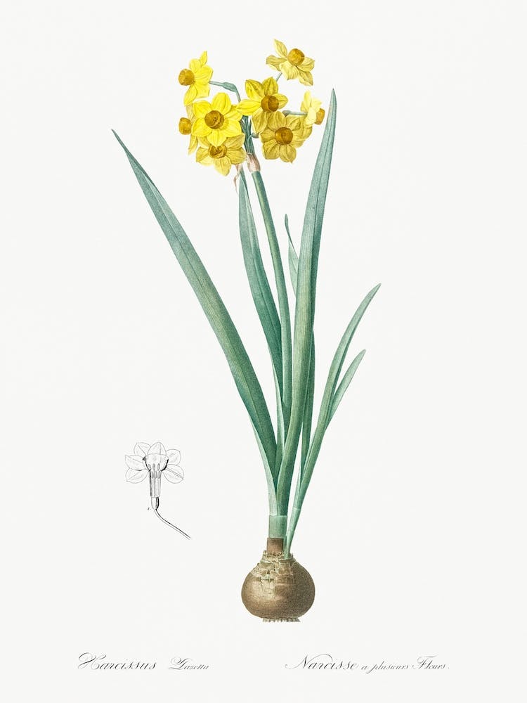 Daffodil Illustration From Les Liliacées, Pierre Joseph Redouté