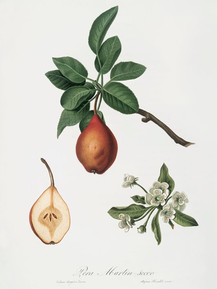Pear (Pyrus Pedemontana) From Pomona Italiana (1817 1839), Giorgio Gallesio