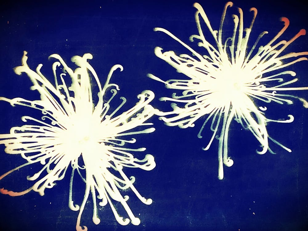 Chrysanthemum cyanotype