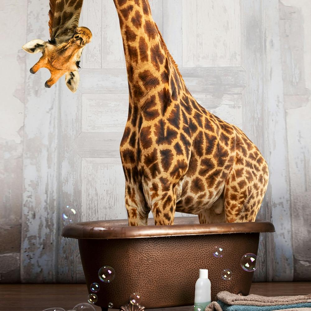Giraffe In The Tub Square