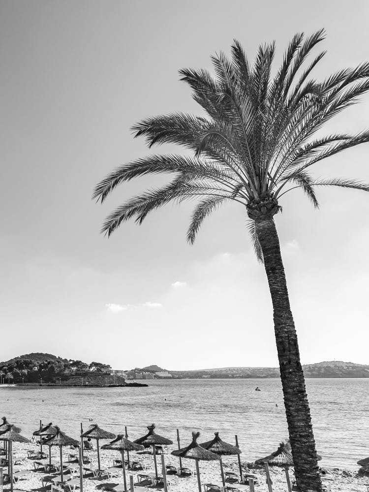 Palm tree Black And White Photo