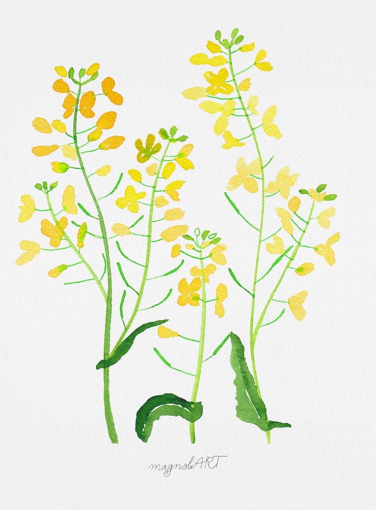 Rape plant with flowers