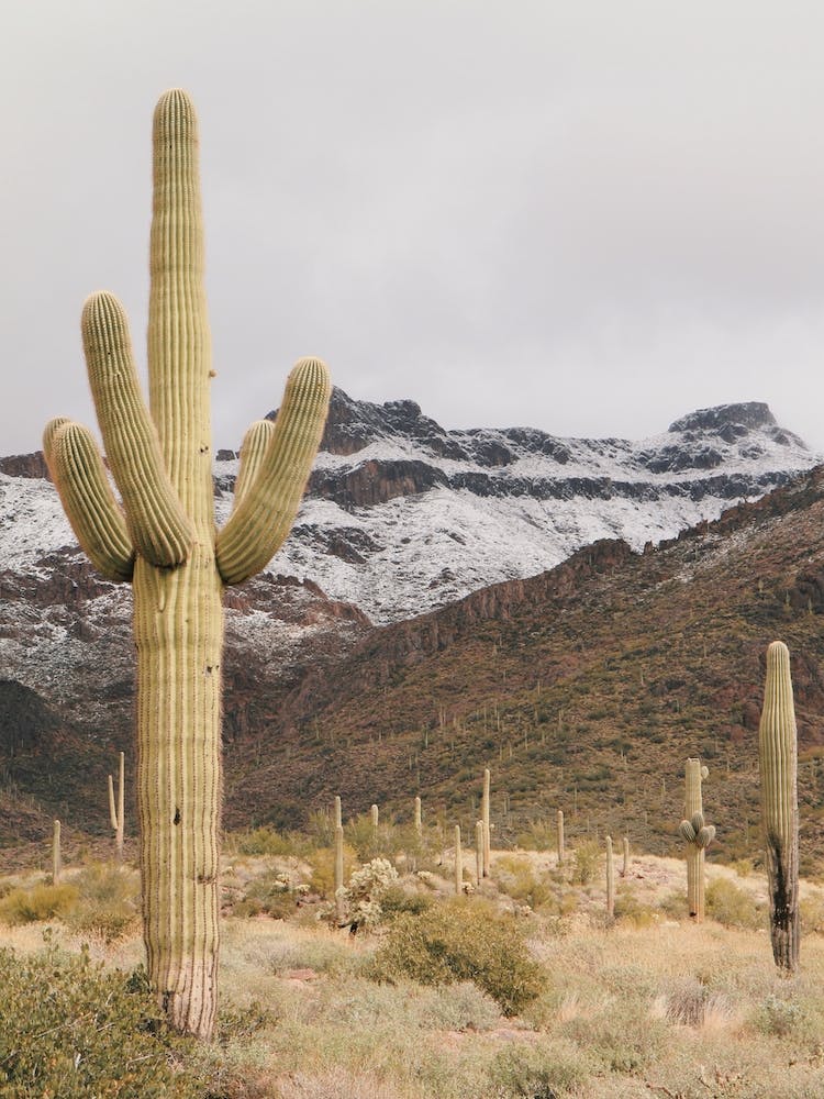 Snow Covered Desert Mountains