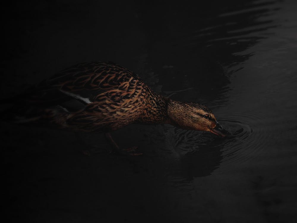 Brown Duck Drinks Water In The Dark.