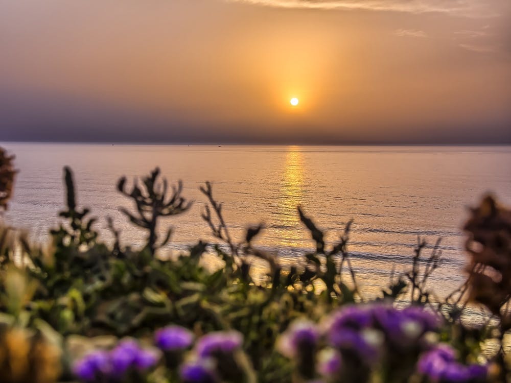 Serene Golden Sunset Over The Sea With The Wild Flowers 2