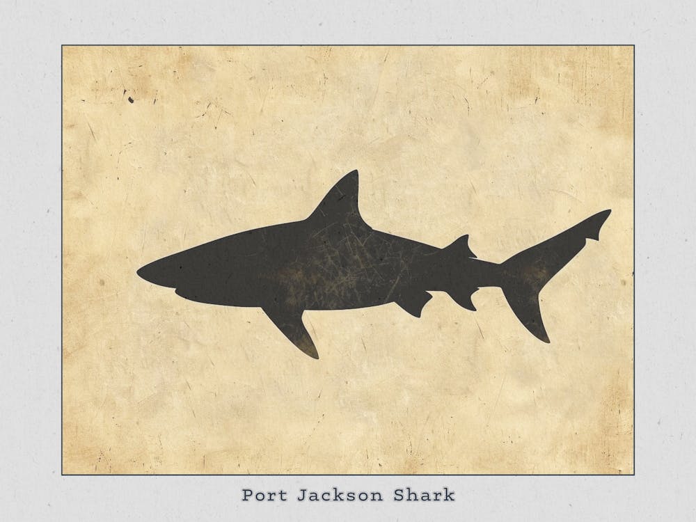 Port Jackson Shark Silhouette 1 Poster