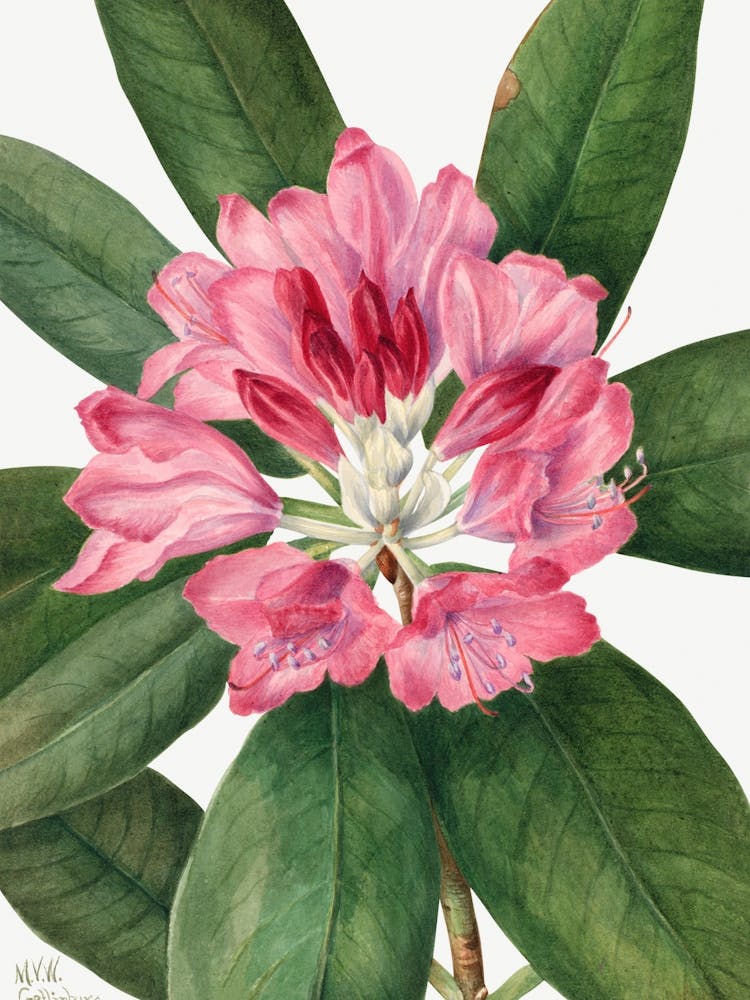 Vintage Botanical Mary Vaux Walcott _2732414