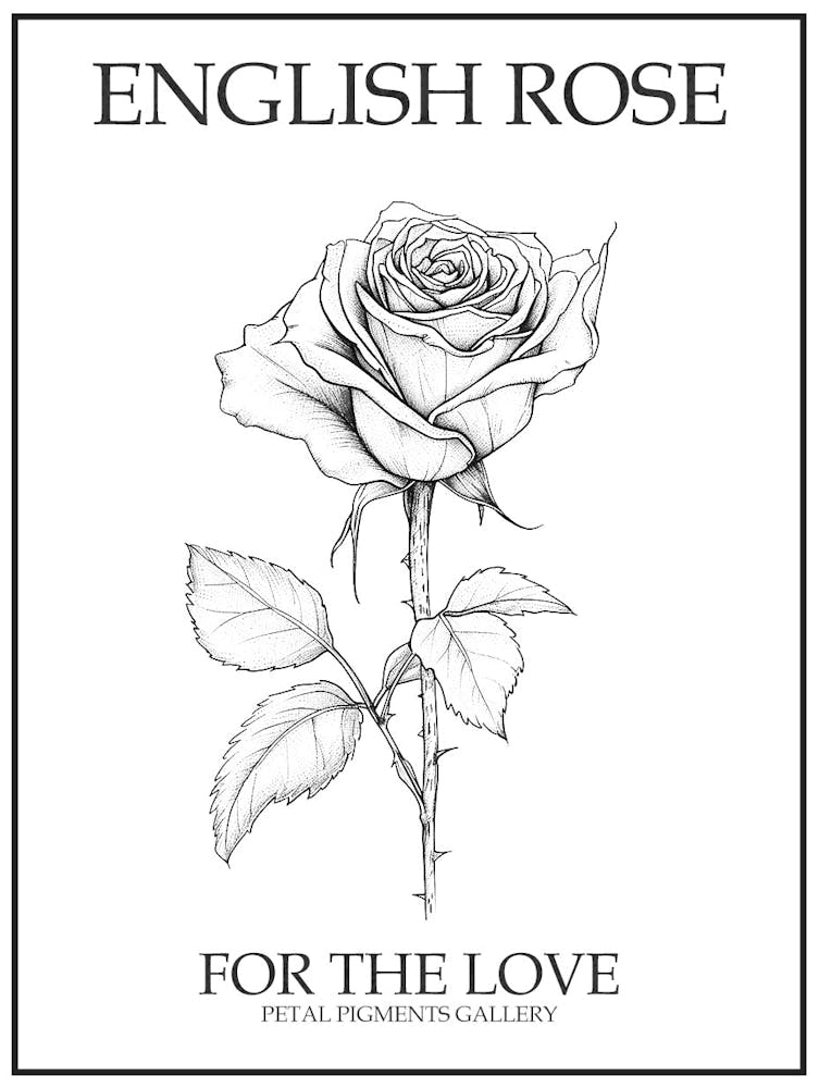 English Rose Black And White Line Drawing 4 Poster