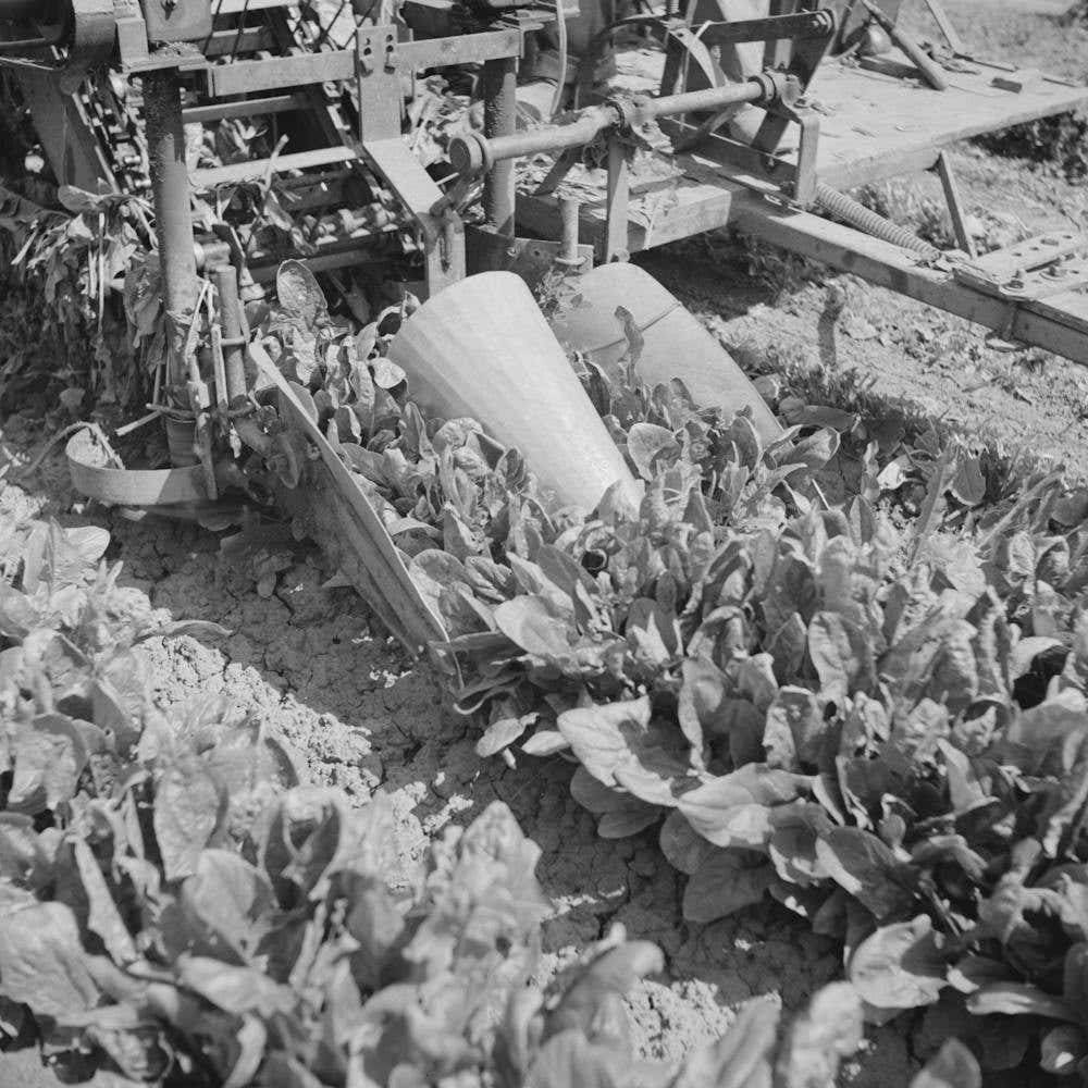 Untitled Photo, Possibly Related To San Benito County, California, Detail Of Spinach Harvester By Russell Lee
