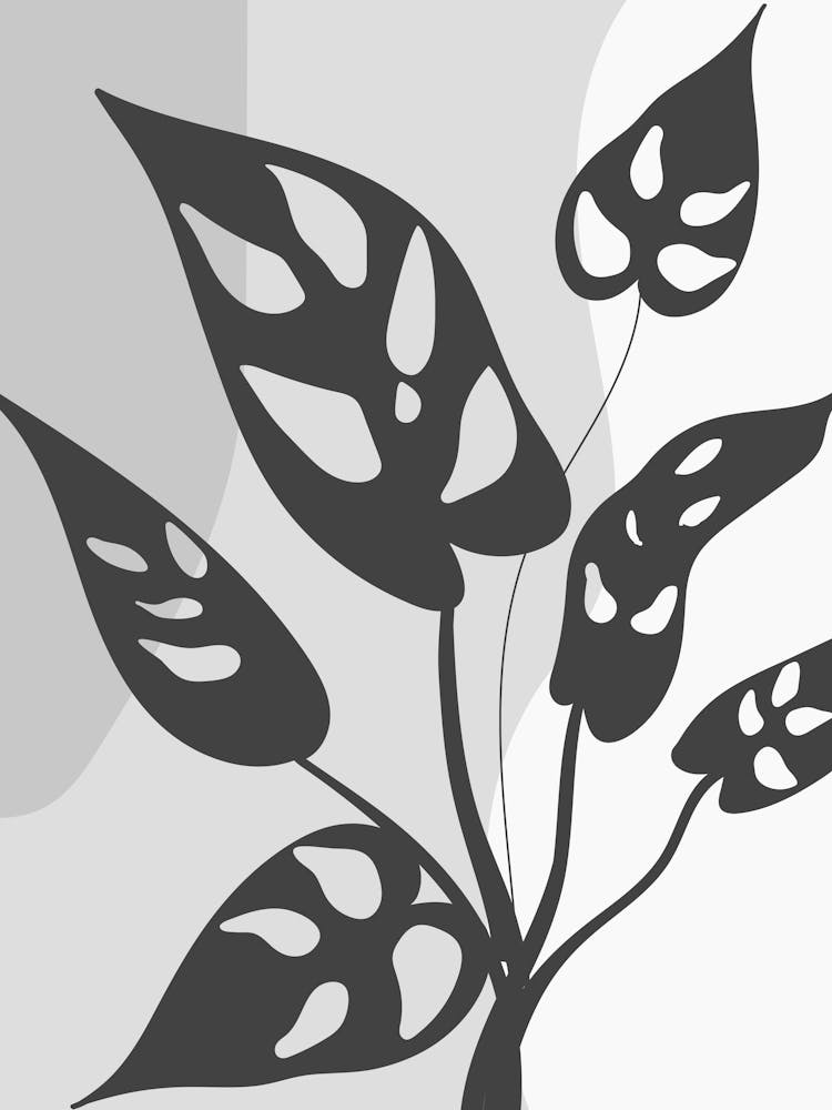 Black And White Plant