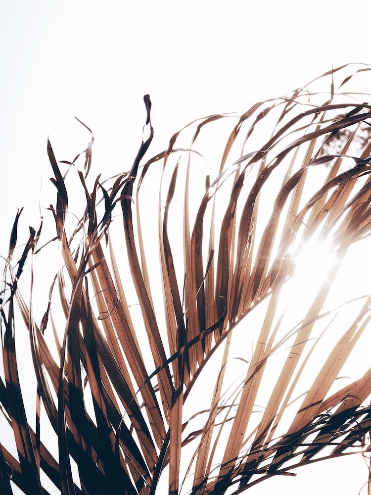 Dried Palm Leaf