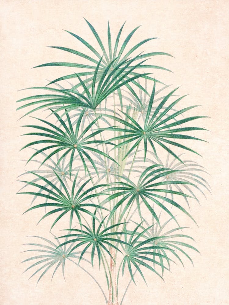 Vintage Tropical Palm I
