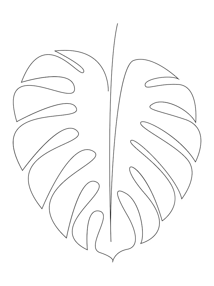 Monstera Line
