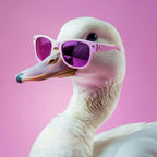 Duck In Sunglasses