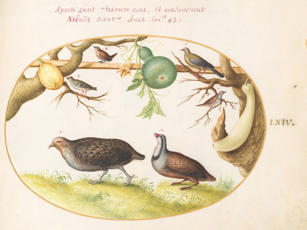 Two Partridges, A Wren, And Other Birds, Joris Hoefnagel