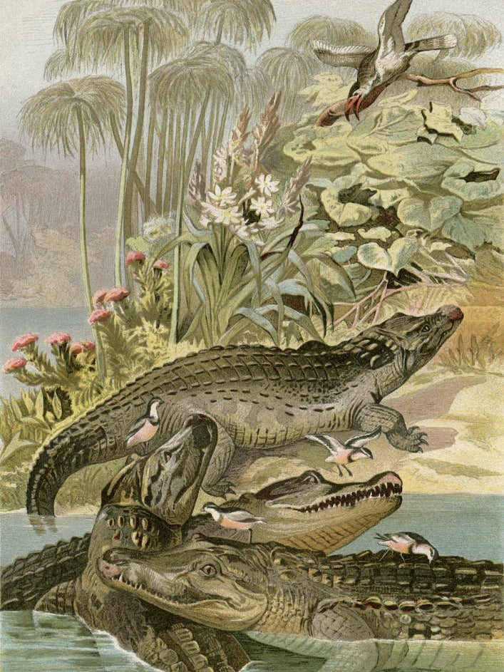 Vintage Brehm 1 Krokodil