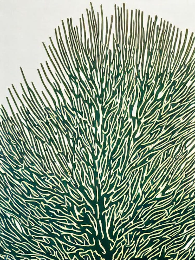 Acropora Tenuis Iiii Linocut