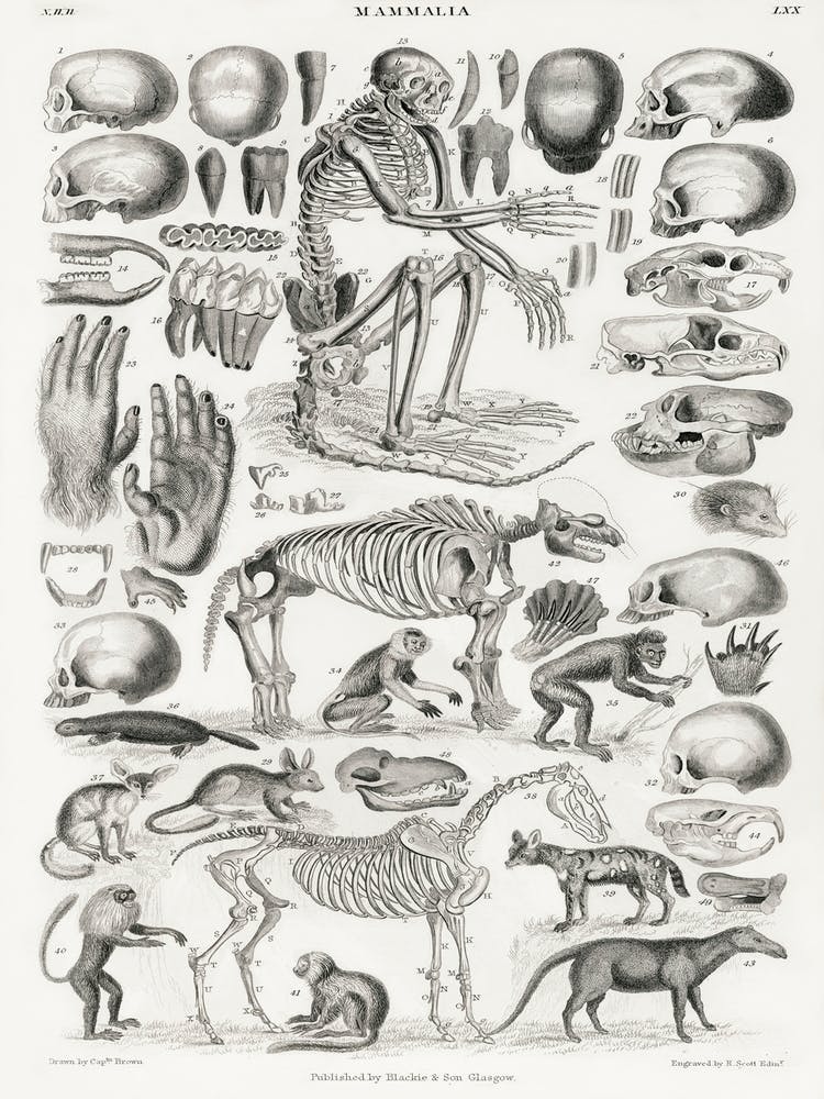 Mammalia, Oliver Goldsmith  