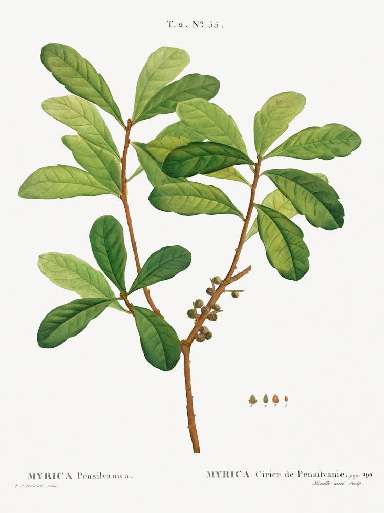 Northern Bayberry, Pierre Joseph Redoute