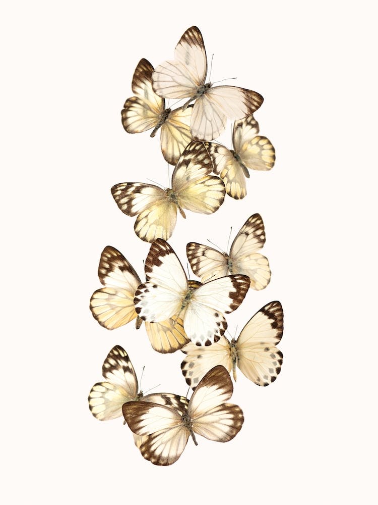 Butterflies I
