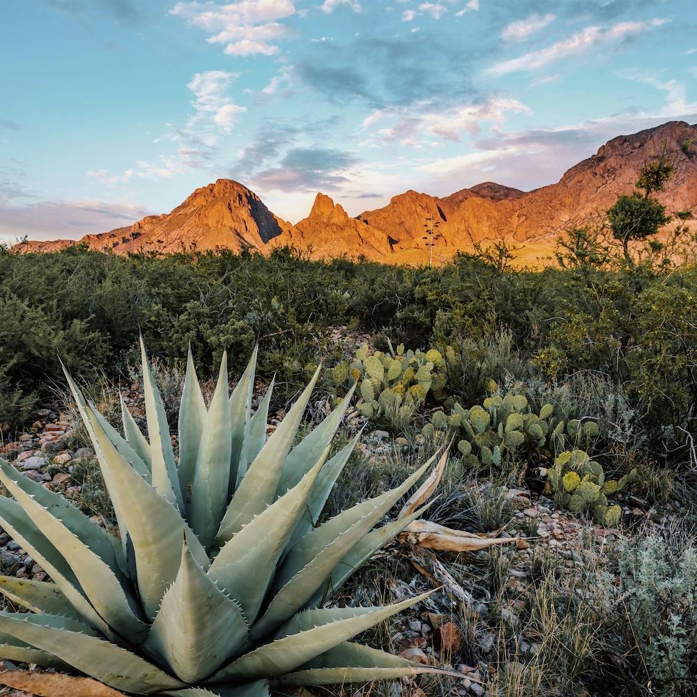 Desert Agave Plant