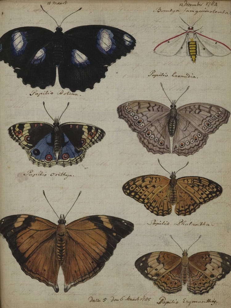 Collection Of Butterflies 1