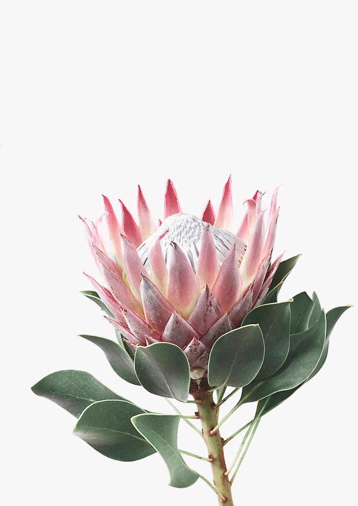Protea