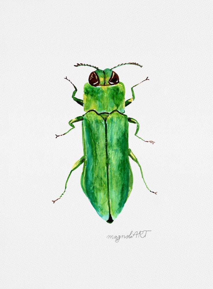 Agrilus angustulus, a jewel beetle, watercolor artwork
