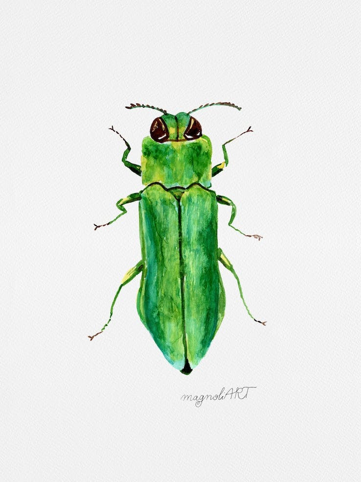 Agrilus angustulus, a jewel beetle, watercolor artwork