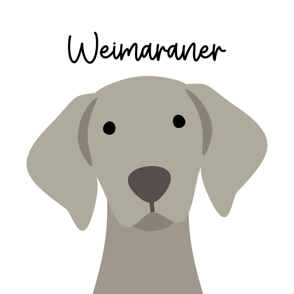 Weimaraner