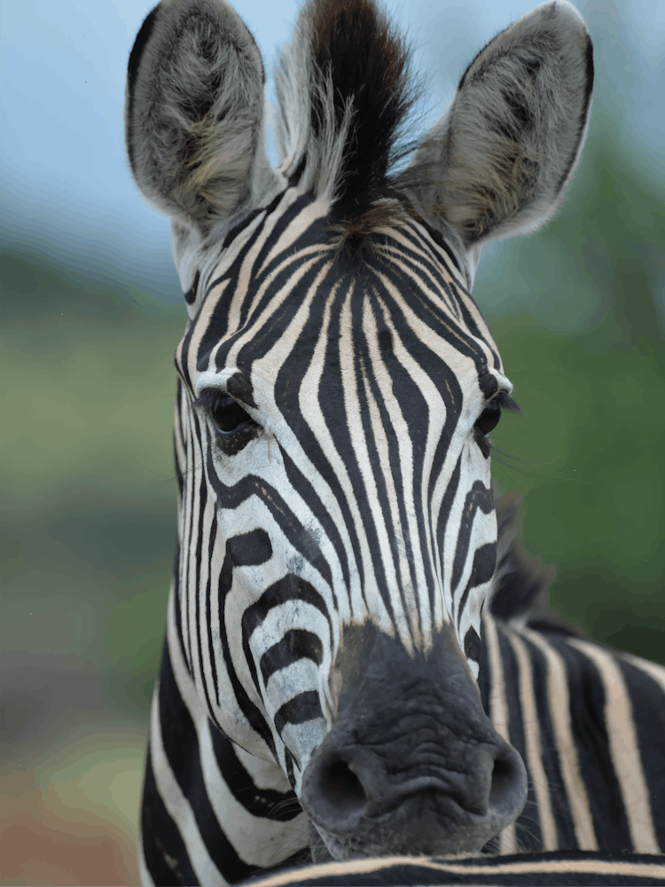 Portrait Of A Zebra
