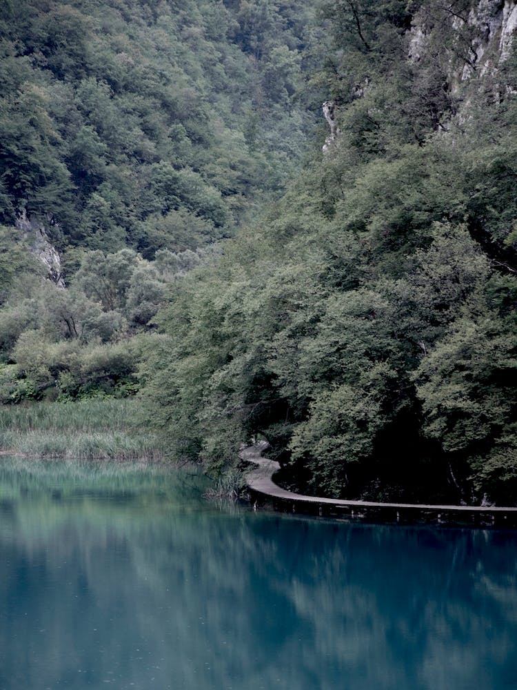 The Path Under Trees