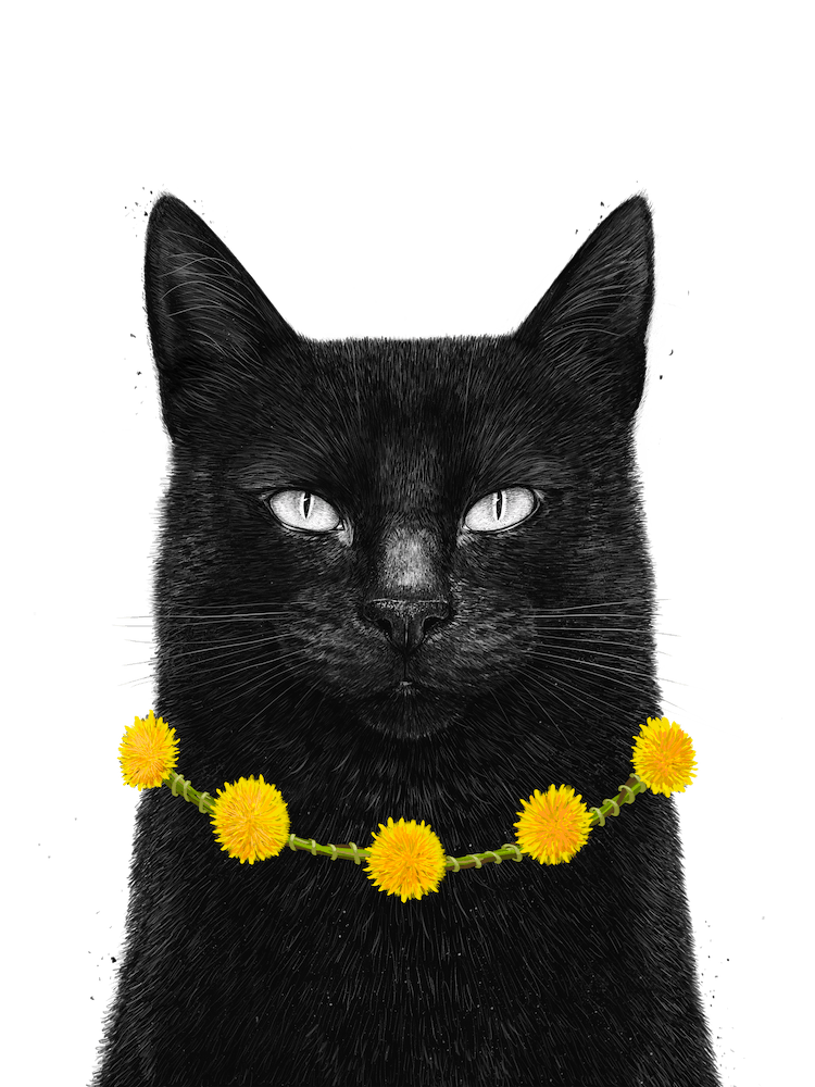 Black Cat With Dandelions