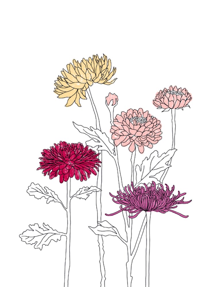 Chrysanthèmes